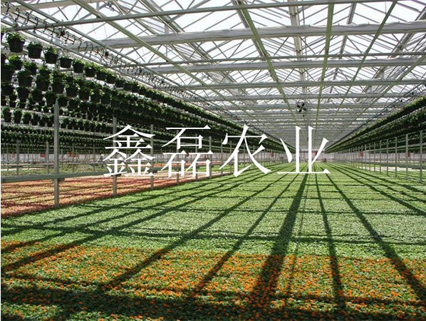 花卉、育苗基地